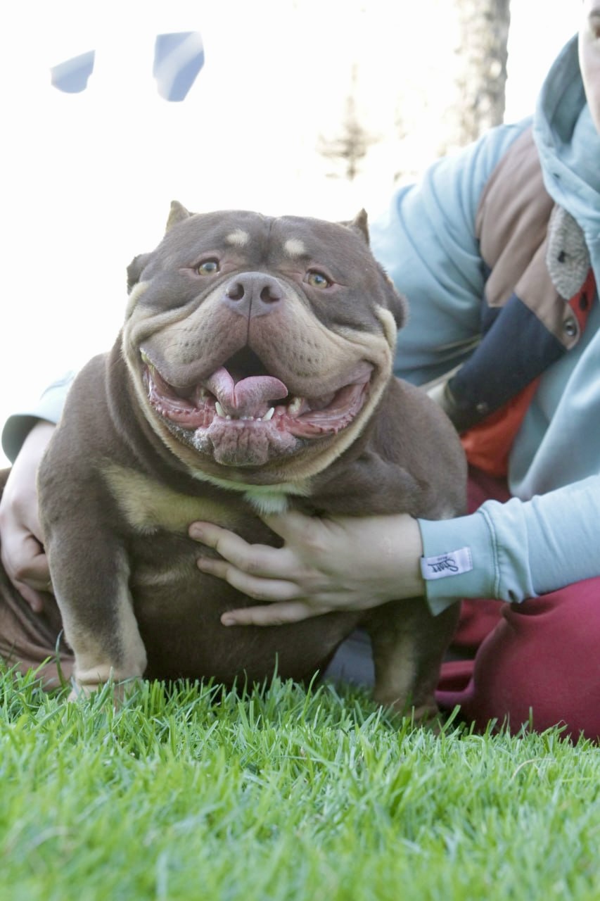 COLOR BOMB BULLIES TRAPPER — Night Drakula Kennel